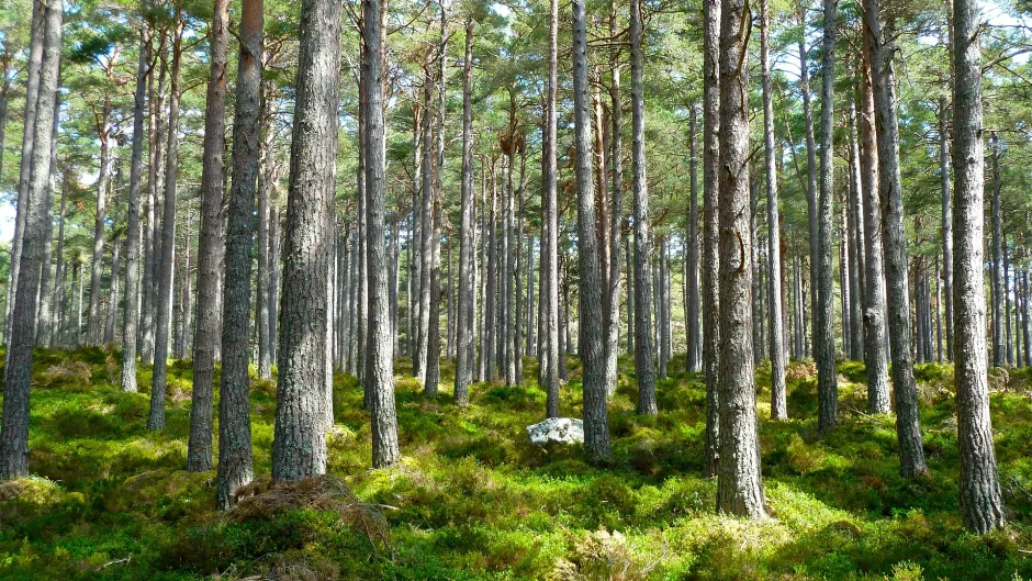Rubrik_KlimaEnergie_pixabay_forest-272595_1920